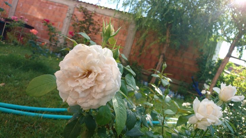  - Uetersener klosterrose- urcator