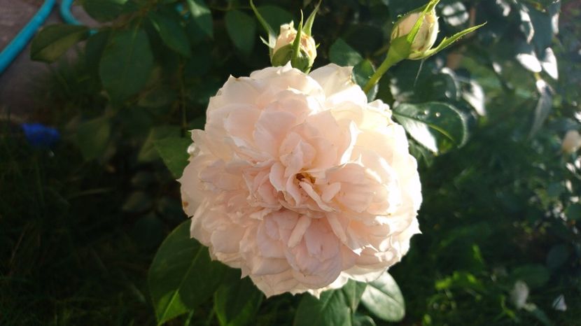  - Uetersener klosterrose- urcator