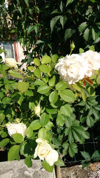 - Uetersener klosterrose- urcator