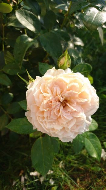  - Uetersener klosterrose- urcator
