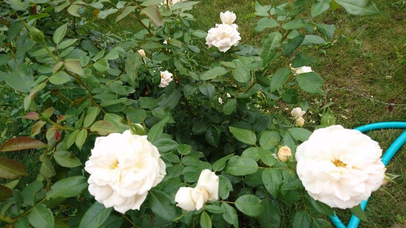  - Uetersener klosterrose- urcator