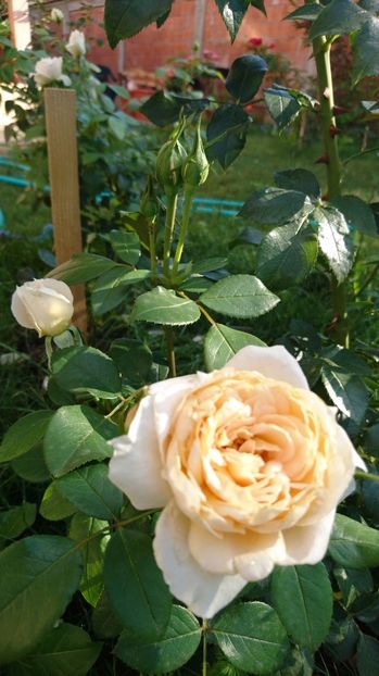  - Uetersener klosterrose- urcator