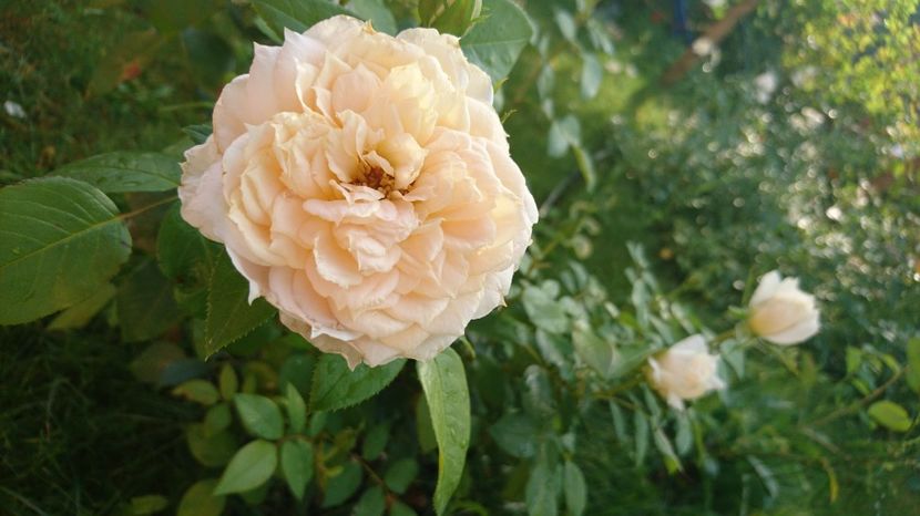  - Uetersener klosterrose- urcator