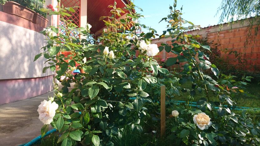 Hărnicut începe a 3-a inflorire - Uetersener klosterrose- urcator
