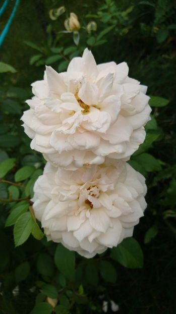  - Uetersener klosterrose- urcator