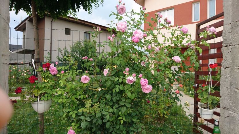  - Gradina Iulie 2017
