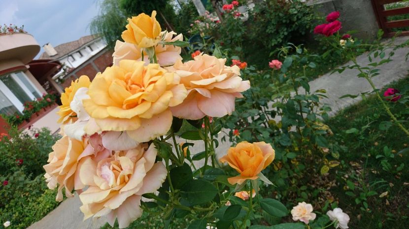 - Gradina Iulie 2017
