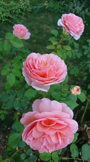  - Abraham Darby