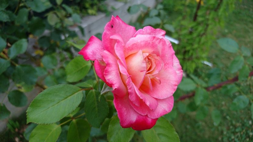  - Trandafiri comerciali urcatori