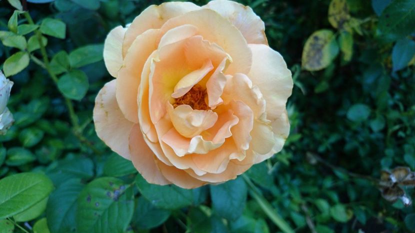  - Crown Princess Margareta