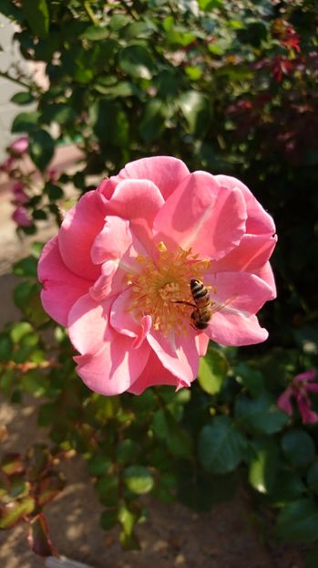  - Gradina Iulie 2017