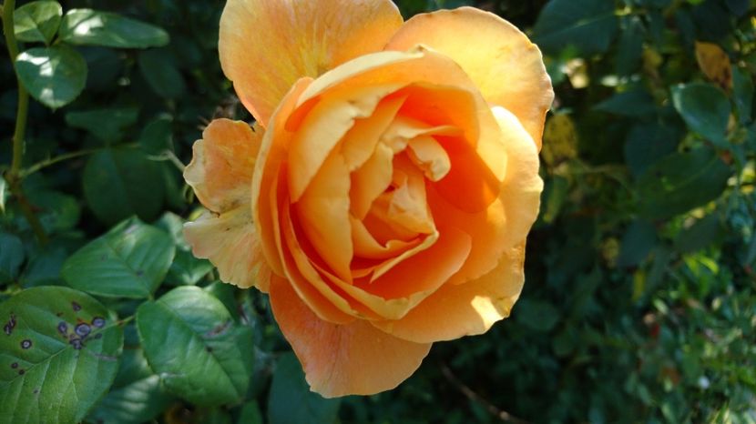  - Crown Princess Margareta