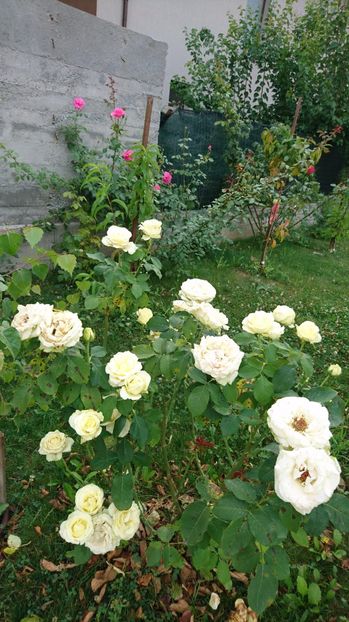  - Gradina Iulie 2017