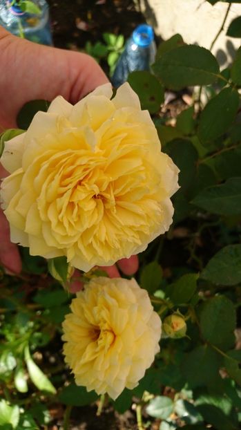  - Gradina Iulie 2017