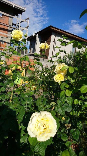  - Gradina Iulie 2017