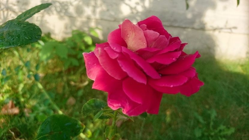  - Gradina Iulie 2017
