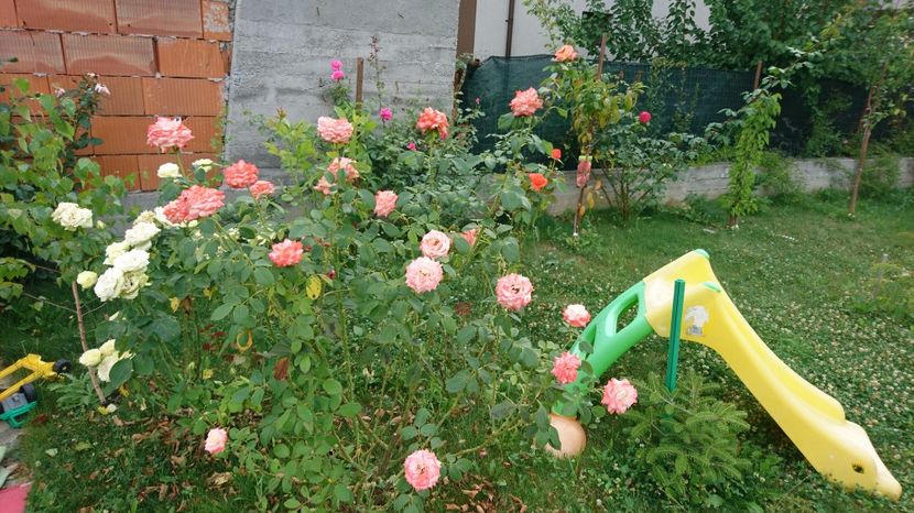  - Gradina Iulie 2017