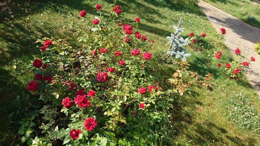  - Gradina Iulie 2017