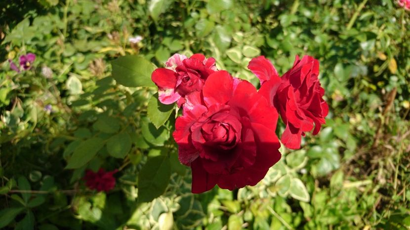  - Gradina Iulie 2017