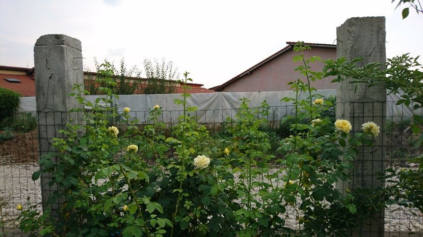  - Gradina Iulie 2017