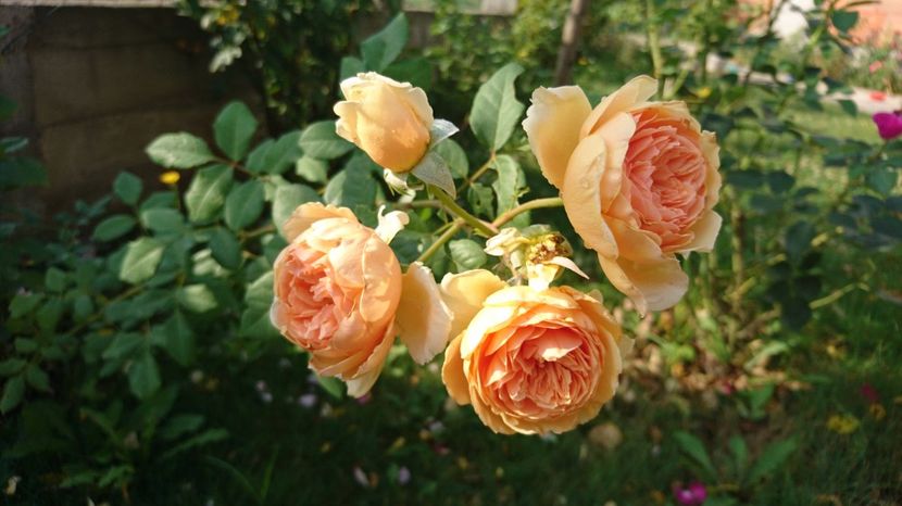  - Gradina Iulie 2017