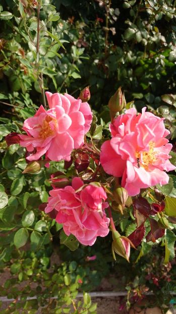  - Gradina Iulie 2017