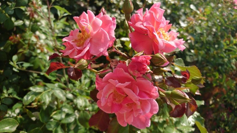  - Gradina Iulie 2017