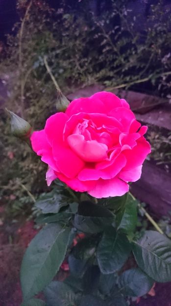  - Gradina Iulie 2017