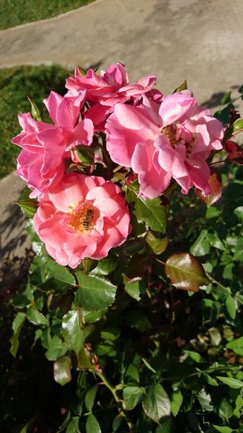  - Gradina Iulie 2017