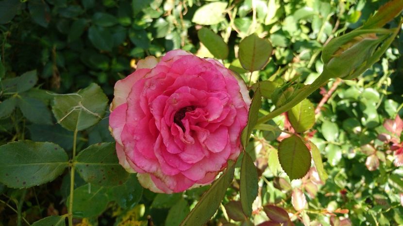  - Gradina Iulie 2017