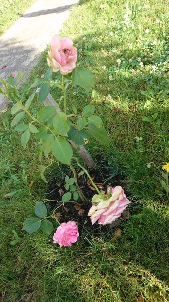  - Gradina Iulie 2017