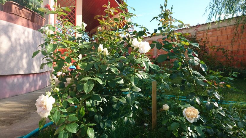  - Gradina Iulie 2017