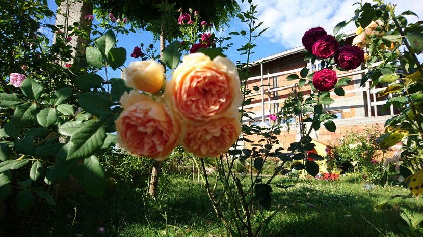  - Gradina Iulie 2017