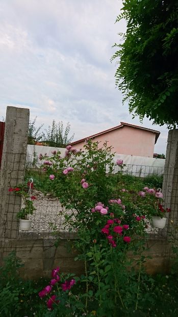  - Gradina Iulie 2017