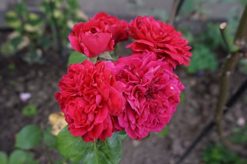  - Red Leonardo da Vinci