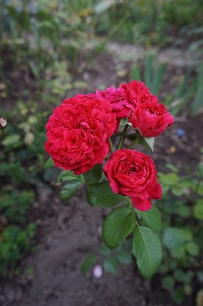  - Red Leonardo da Vinci