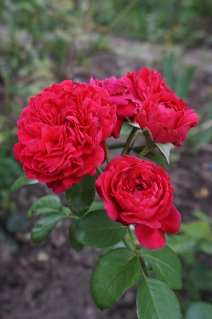  - Red Leonardo da Vinci