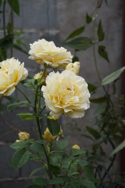  - Cyrano de Bergerac