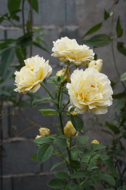  - Cyrano de Bergerac