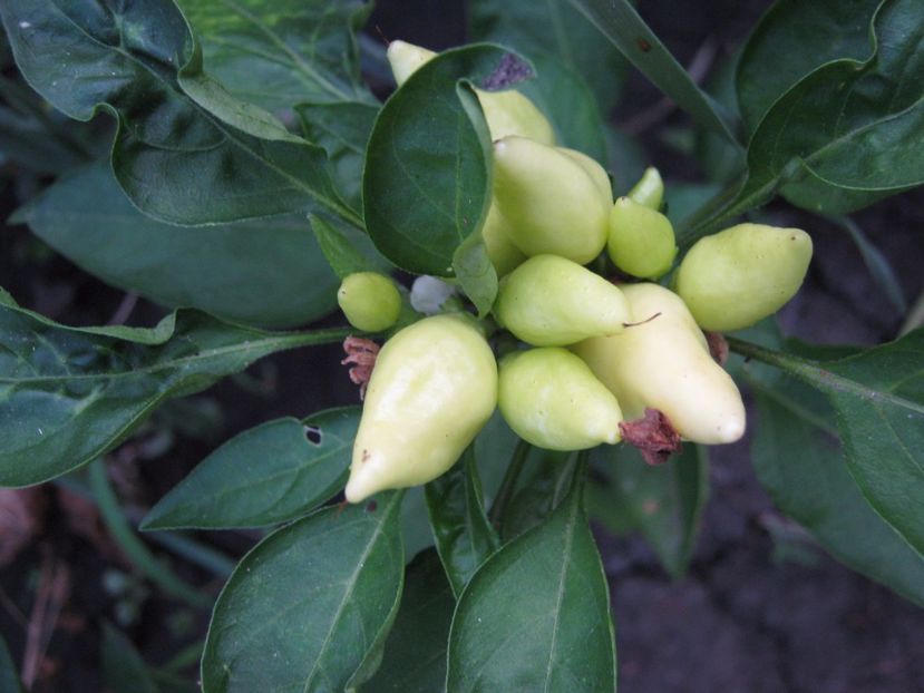  - A-A Gradina de legume -fructe-plante aromatice si medicinale 2017