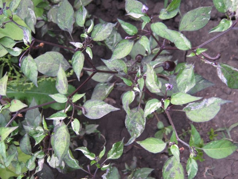  - A-A Gradina de legume -fructe-plante aromatice si medicinale 2017