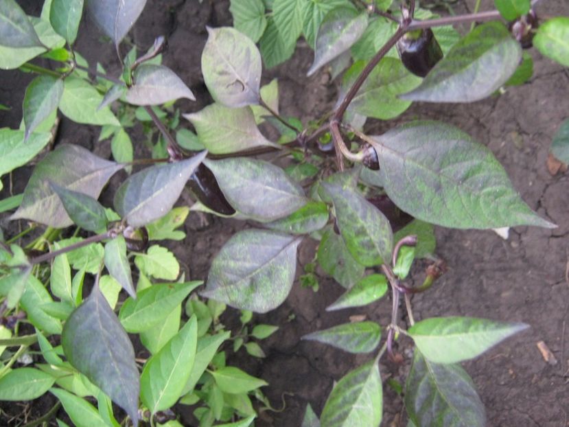  - A-A Gradina de legume -fructe-plante aromatice si medicinale 2017