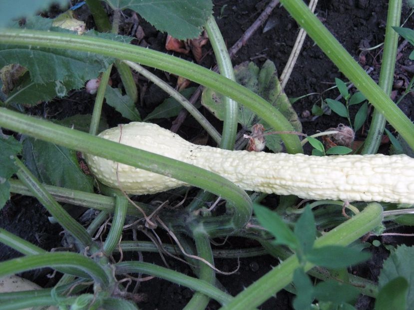 dovlecel Zuchinni italian - A-A Gradina de legume -fructe-plante aromatice si medicinale 2017