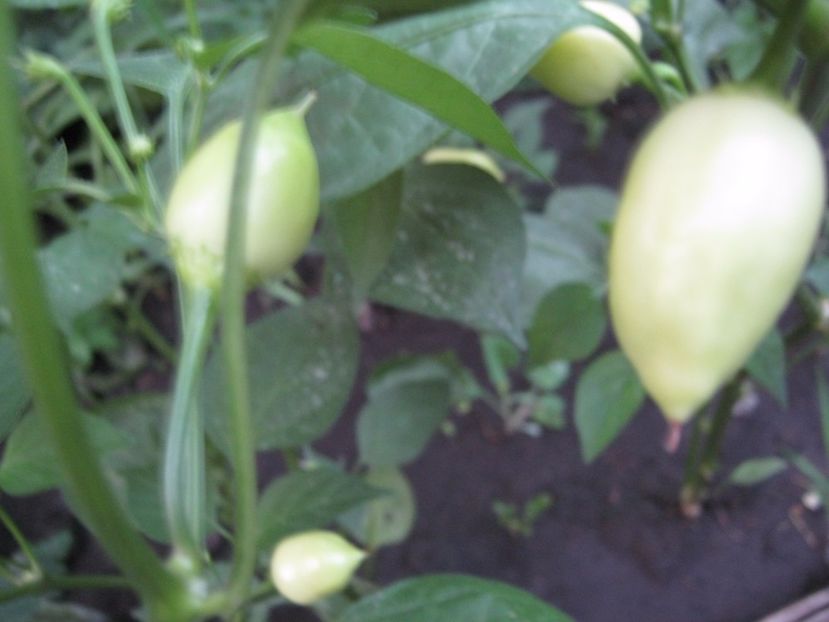  - A-A Gradina de legume -fructe-plante aromatice si medicinale 2017