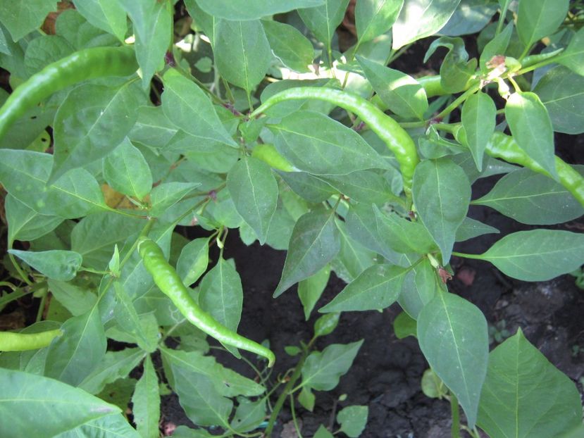  - A-A Gradina de legume -fructe-plante aromatice si medicinale 2017