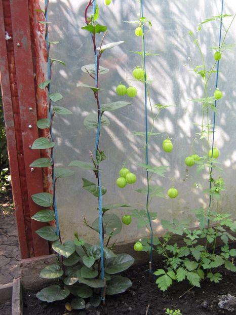  - A-A Gradina de legume -fructe-plante aromatice si medicinale 2017