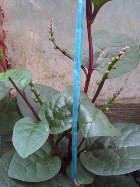  - A-A Gradina de legume -fructe-plante aromatice si medicinale 2017