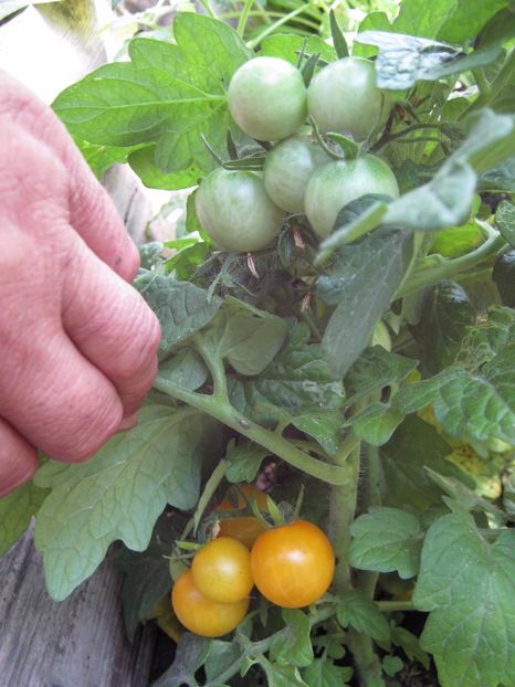  - A-A Gradina de legume -fructe-plante aromatice si medicinale 2017