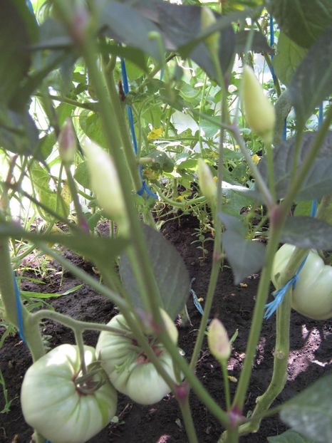  - A-A Gradina de legume -fructe-plante aromatice si medicinale 2017