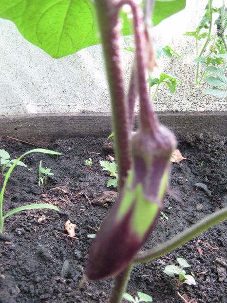  - A-A Gradina de legume -fructe-plante aromatice si medicinale 2017